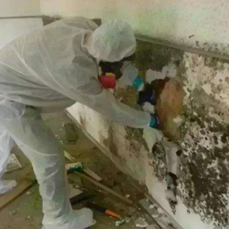 Mold Remediation and Removal in Elkton, VA